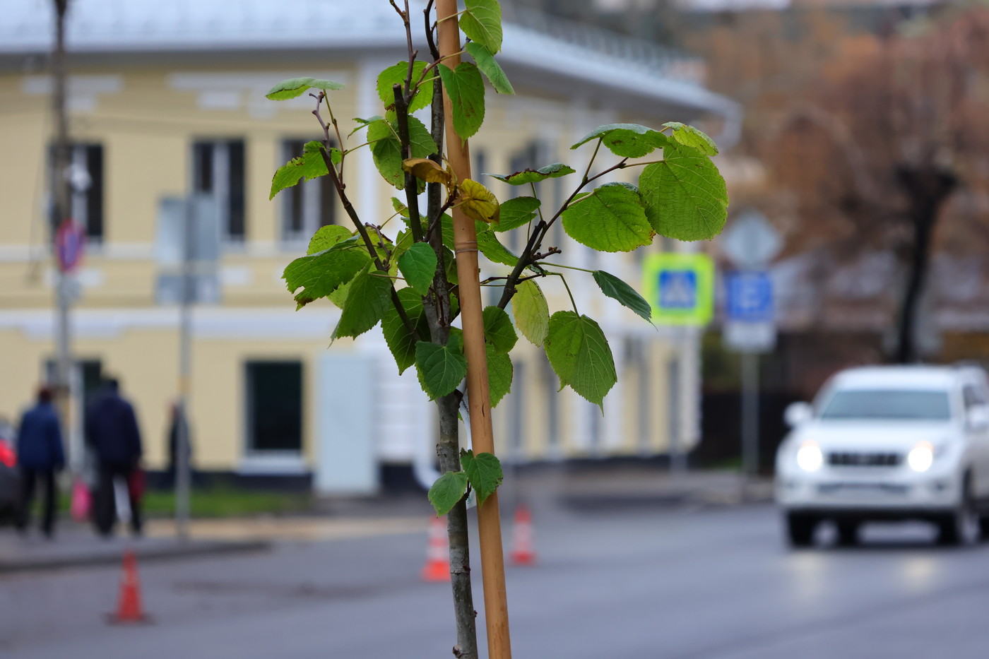 В Рязани завершился месячник по озеленению городских территорий                    