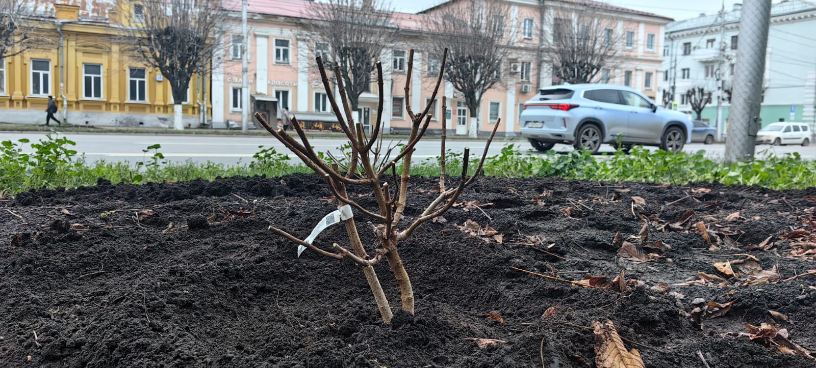 В Рязани продолжаются мероприятия по озеленению территорий