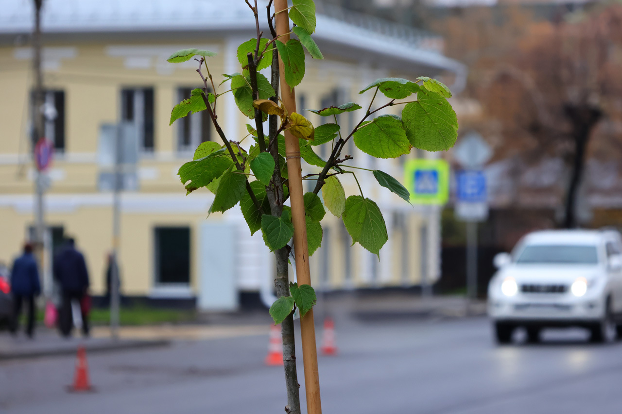 Павел Малков: Серьёзно занимаемся озеленением по всей области