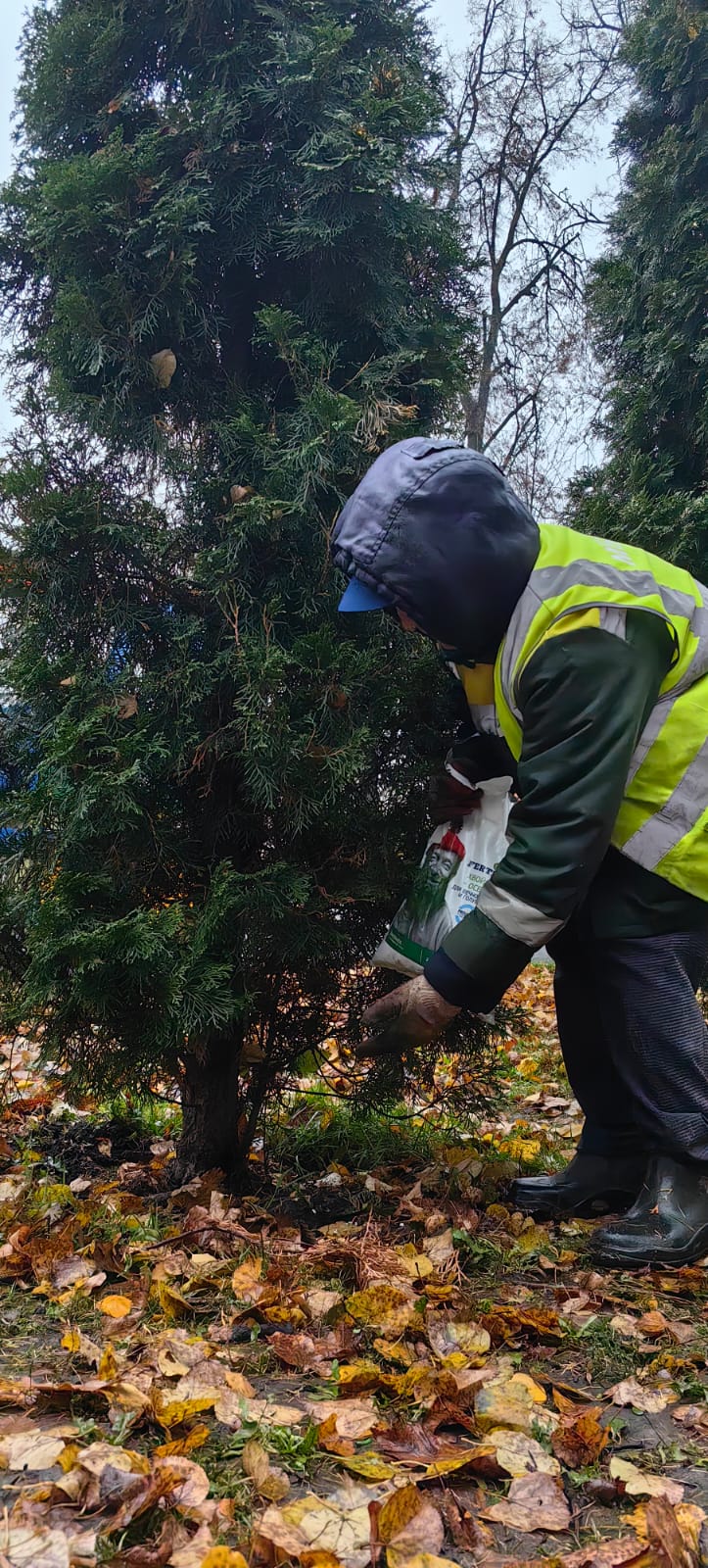 Хвойные деревья в Рязани готовят к зиме