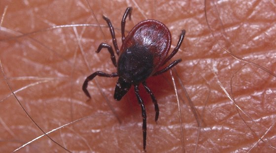 Клещевые инфекции. Меры профилактики