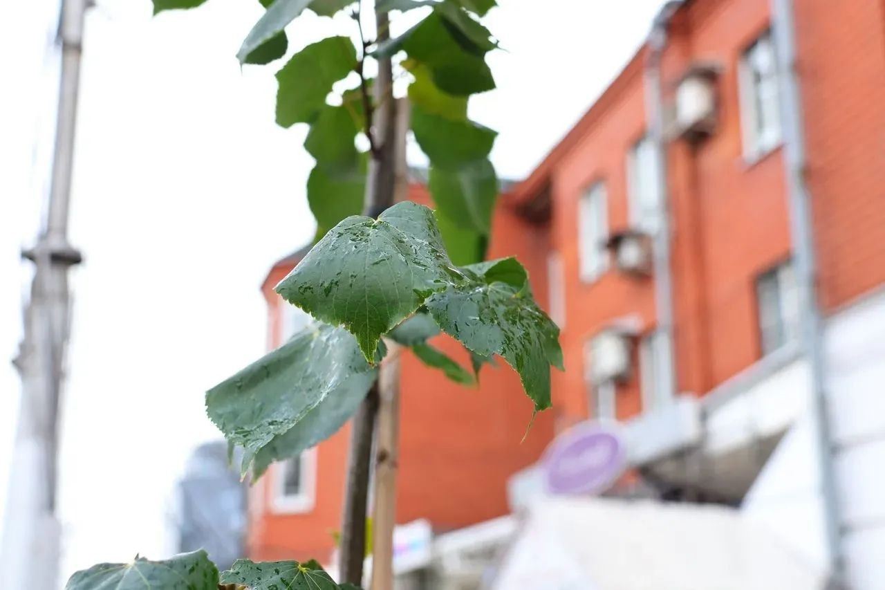 Виталий Артемов: комплексное озеленение Рязани будет продолжено 