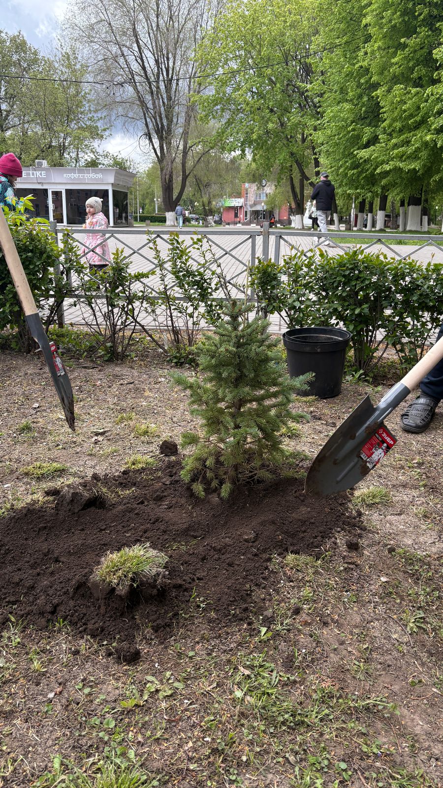 На территориях общественных пространств Рязани продолжается реализация программы озеленения города